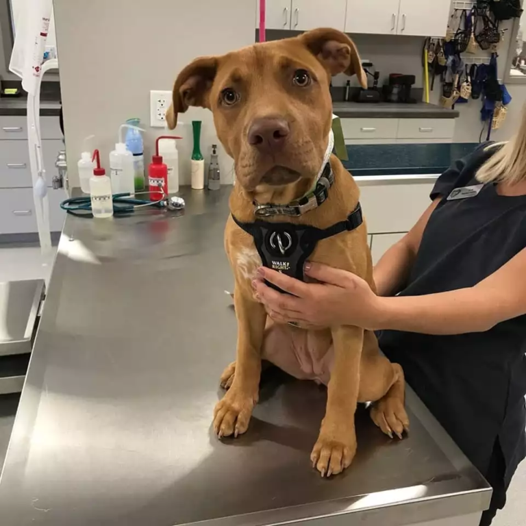 Our Photo Gallery Companion Animal Hospital Kenosha