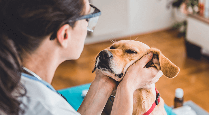 A person lovingly holds a dogs face in their hands