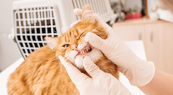 An animal dentist examines a cats teeth