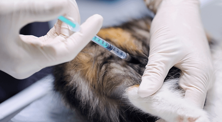 close-upclose up of a cat receiving a vaccination 