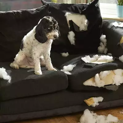 A dog sits guiltily on a couch it has chewed 