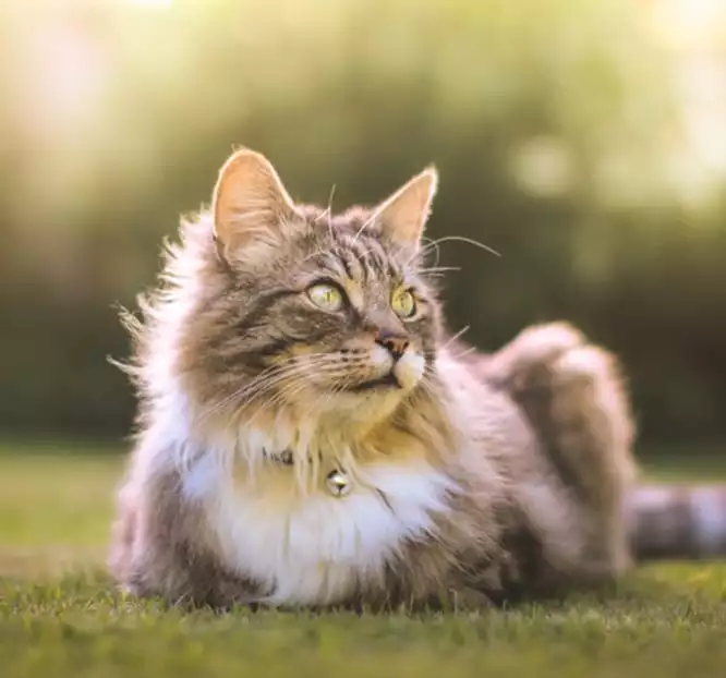 A cat with a bell around its neck lays happily in the grass 