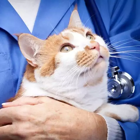 An orange and white cat being held by a veterinarian 