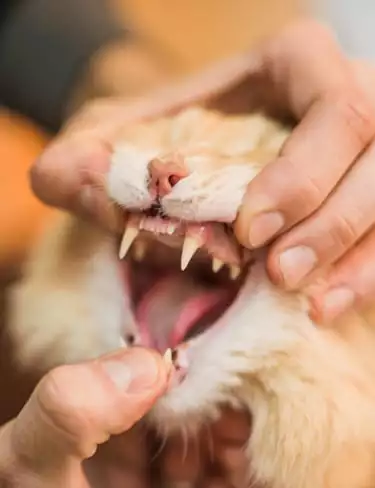 A vet examines a cats teeth