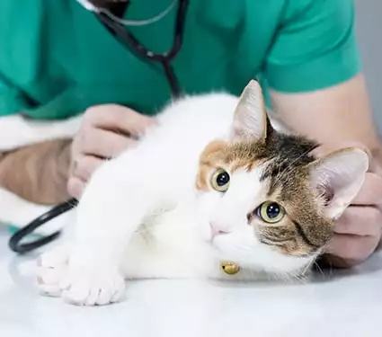 A cat lays on an examination table while a vet listens to their heart with a stethoscope 