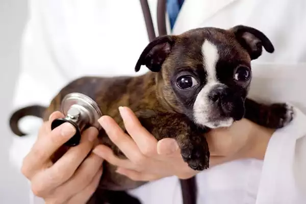 A vet holds a puppy and a stethoscope 