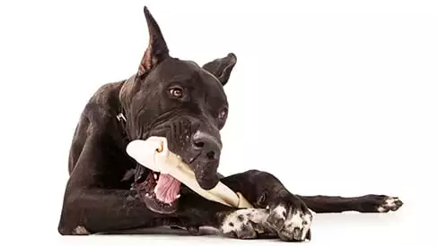 A dog chews on a large bone 