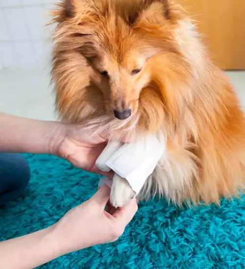 A person wraps a dog's hurt leg