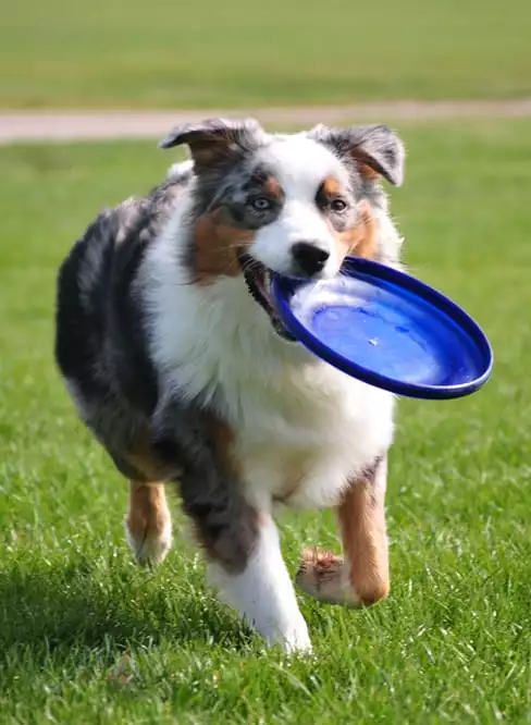 A dog runs happily with a frisbee