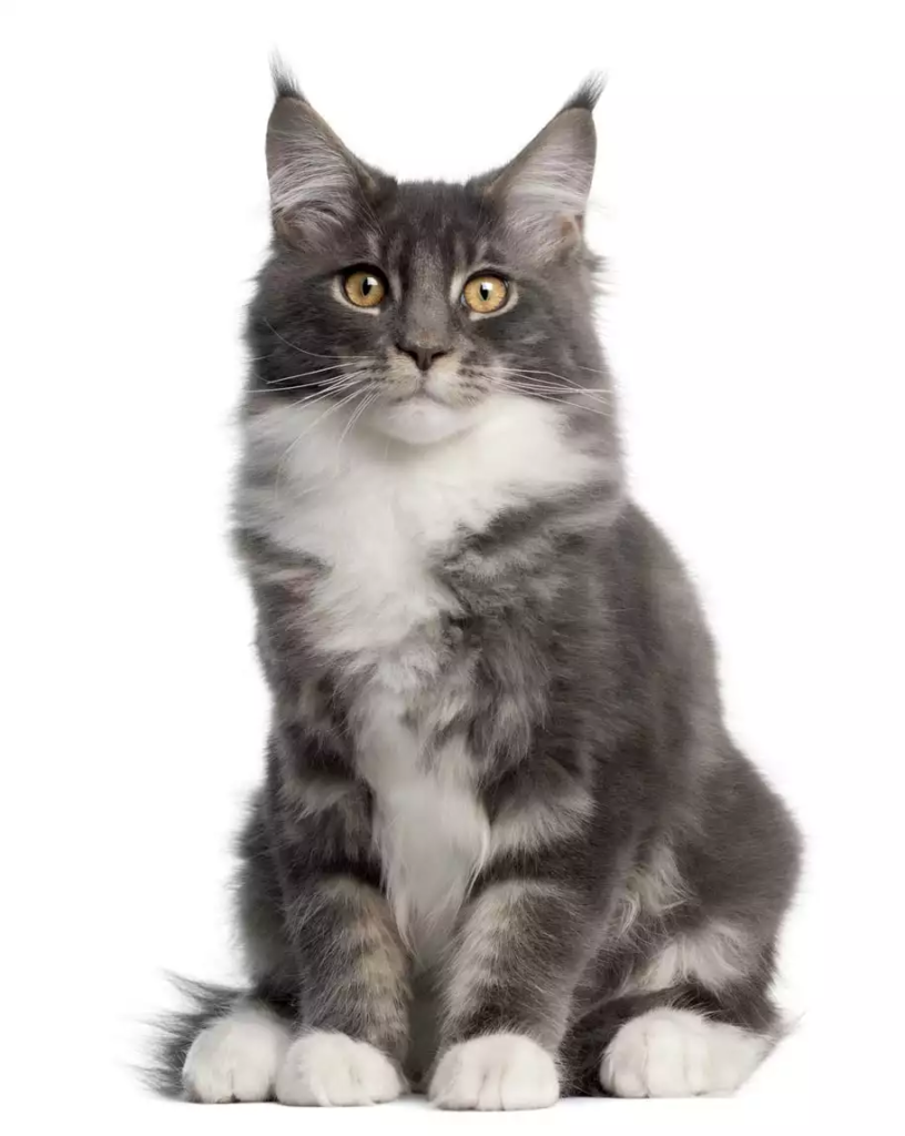 A gray and white cat sits while looking straight ahead