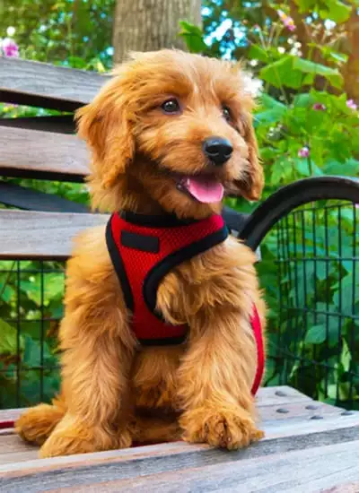 A puppy with an orange harness on sits on a park bench 