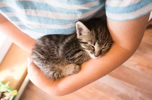 A kitten sleeps snuggled in the arms of its owner