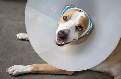 A dog with a cone on in order to recover from surgery