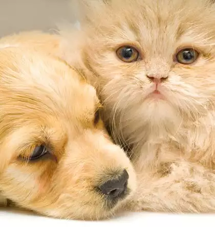 A puppy and a kitten snuggle together