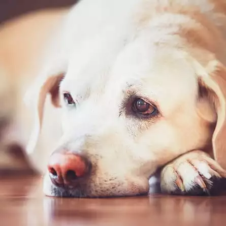 An aging dog lays with its head resting on its paws