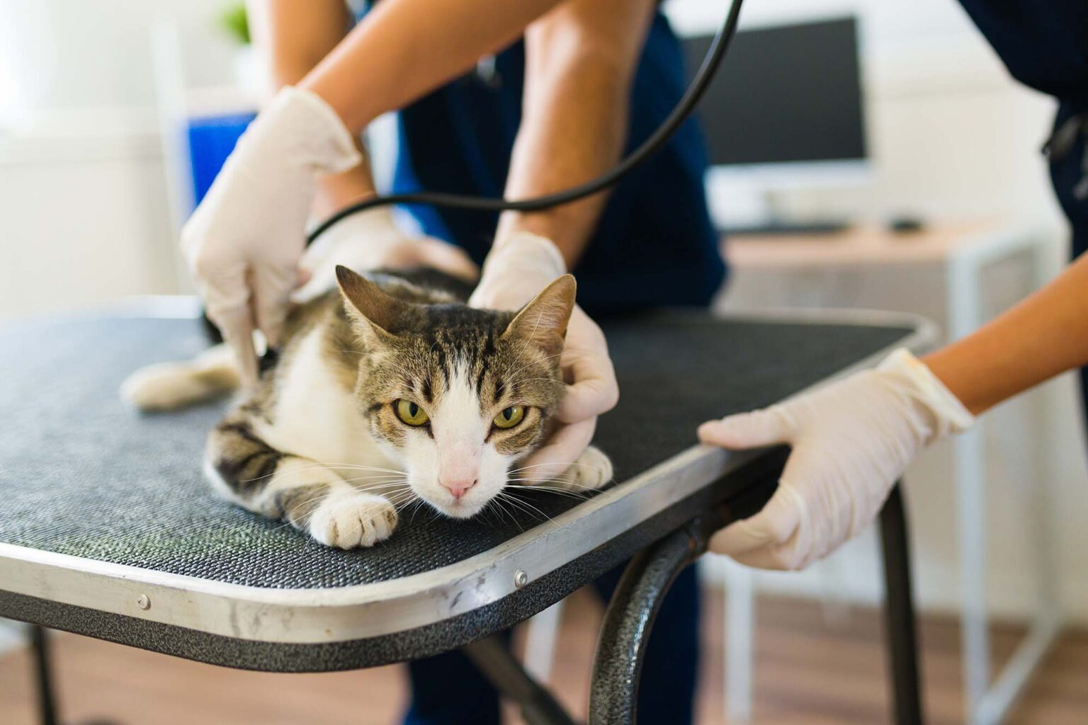 Urgent Care for Pets Companion Kenosha